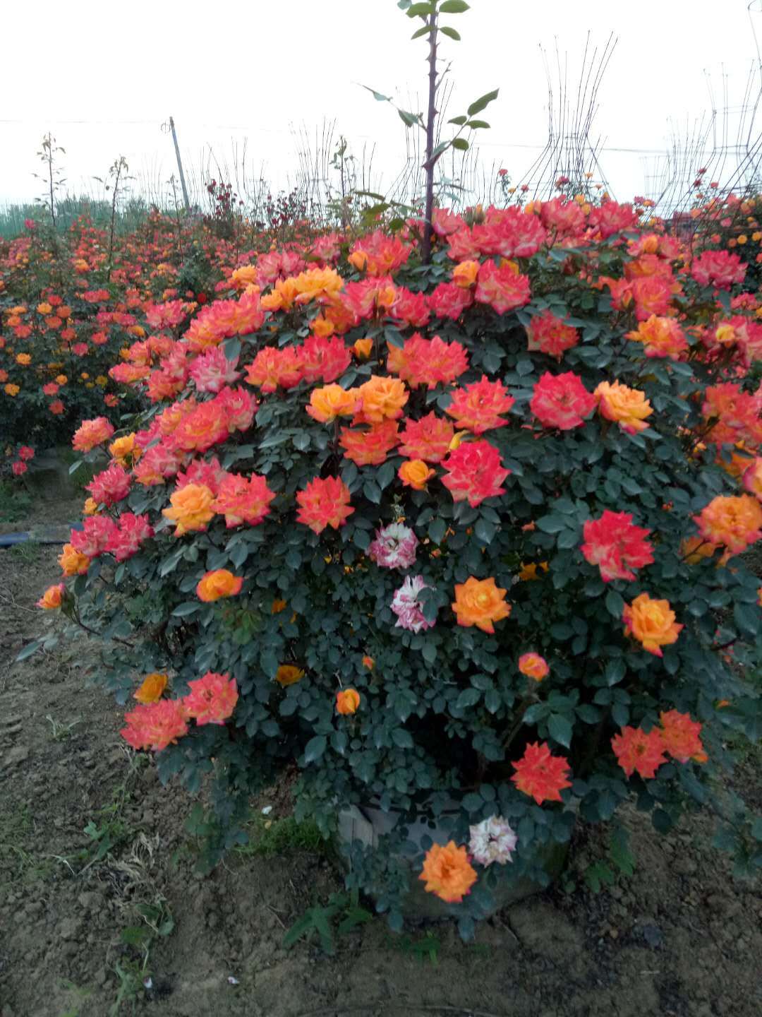 基地造型月季熱賣(mài)中，如：花球、花柱(圖4)